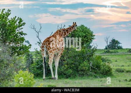 Colour safari wildlife photograph of whole Giraffe grazing on tree from behind during sunset, taken in Kenya. Stock Photo