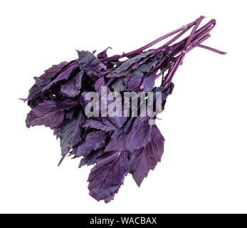 bundle of fresh dark purple basil cutout on white background Stock Photo