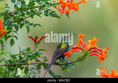 Colour wildlife portrait of Bronzy sunbird (Nectarinia kilimensis) perched on branch with beautiful red and orange flowers, taken in Nanyuki, Kenya. Stock Photo