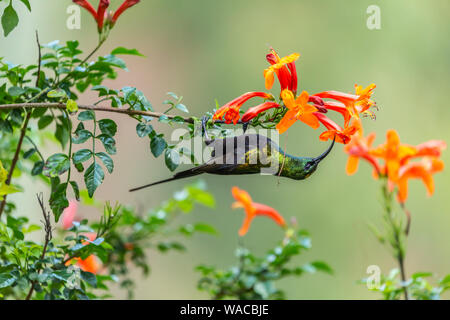 Colour wildlife portrait of Bronzy sunbird (Nectarinia kilimensis) hanging upside down from branch with beautiful red and orange flowers, taken in Nan Stock Photo