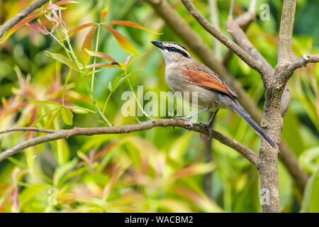 Colour wildlife portrait of the African black-crowned tchagra (Tchagra senegala) in profile perched on tree branch, taken in Kenya. Stock Photo