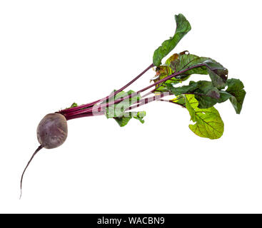 fresh organic garden beet root with greens cutout on white background Stock Photo