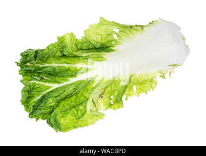 leaf of fresh green Napa cabbage cutout on white background