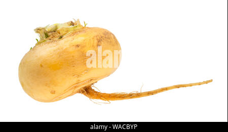 fresh organic yellow turnip cutout on white background Stock Photo