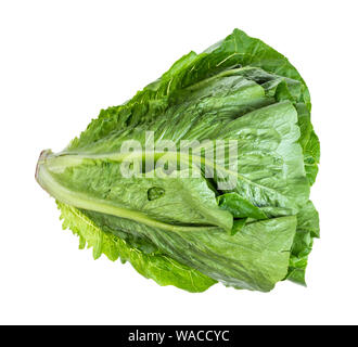 stalk of fresh Romaine lettuce cutout on white background Stock Photo