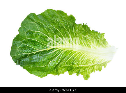 leaf of fresh Romaine lettuce cutout on white background Stock Photo