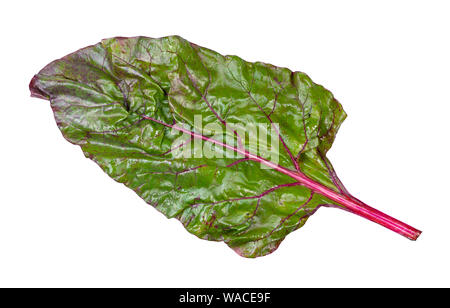 wet leaf of beet plant ( chard) cutout on white backgrounds Stock Photo
