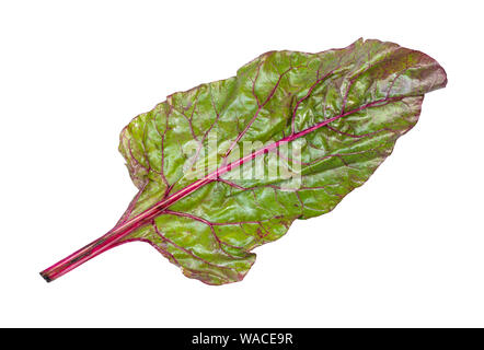 back side of wet leaf of beet plant ( chard) cutout on white backgrounds Stock Photo