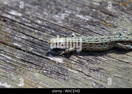 Common lizard -Zootoca vivipara Basking on a wooden Bench Stock Photo