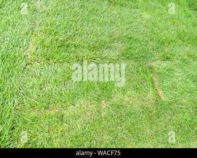 natural background - new lawn created with green turf in city park Stock Photo