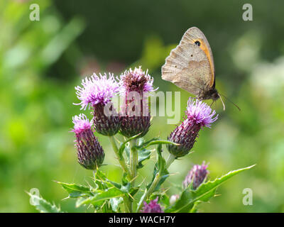 Meadow brown butterfly (Maniola jurtina) with closed wings on a purple thistle flower Stock Photo