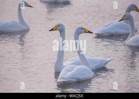 A group of swans swims on a lake on a frosty winter day. Lebedinyj Swan Nature Reserve, Svetloye lake, Urozhaynoye Village, Sovetsky District, Altai Stock Photo