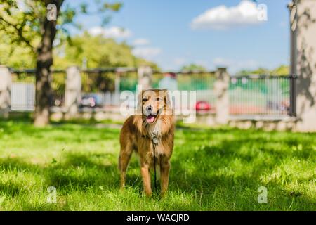 Cute happy fluffy young brown mongrel dog with mouth open showing pink tongue standing on green grass in a park on a sunny summer day with blue sky. Stock Photo