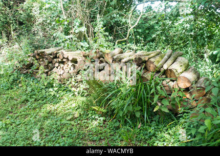 Chopped logs drying out and weathering,England, UK. Stock Photo