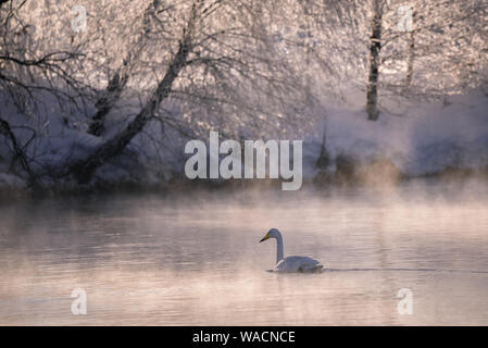 A lone swan swims in the winter on the lake. "Lebedinyj" Swan Nature Reserve, "Svetloye" lake, Urozhaynoye Village, Sovetsky District, Altai region, R Stock Photo
