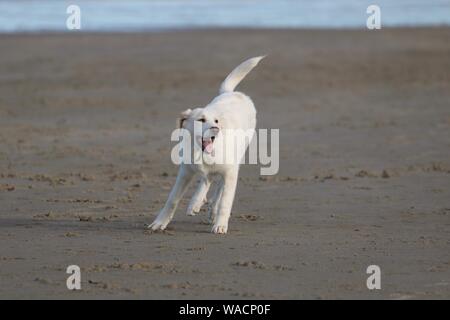 A young yellow labrador retriever puppy playing on the beach in summer Stock Photo