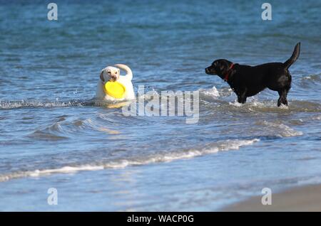 Two labrador retriever dogs playing together on the beach one is black and one is yellow Stock Photo