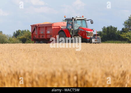A Massey Ferguson 7624 harvesting a wheat field in Swillington near Leeds,West Yorkshire. Stock Photo