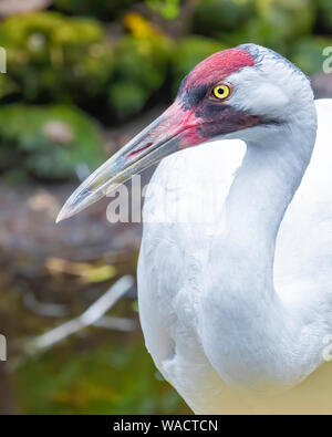 Close up of an adult whooping crane