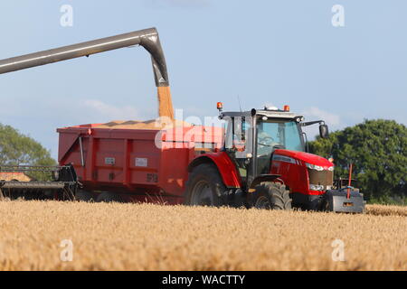 A red Massey Ferguson 7624 tractor harvesting a wheat field in Swillington near Leeds,West Yorkshire Stock Photo