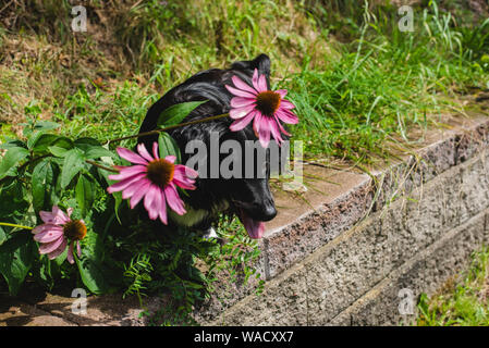 Echinacea coneflowers bloom while a black dog stands in the middle of the flowers during the summer in northern United States. Stock Photo
