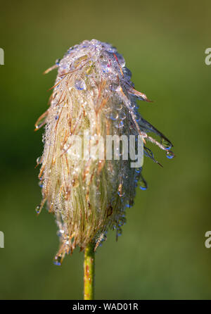 Pasqueflower, Anemone occidentalis, wet from a morning rain, on Mt Rainier,Washington Stock Photo