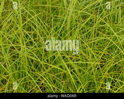 green sedge plants  with long blades background Stock Photo