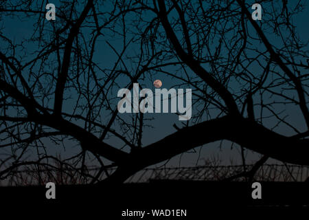 Full moon rising over a fence in between tree branches Stock Photo
