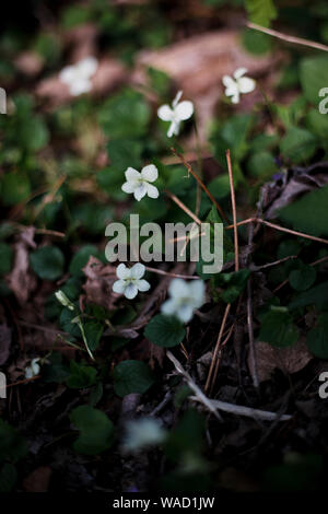 Beautiful wild violets blooming in forest, closeup. Spring flowers ...