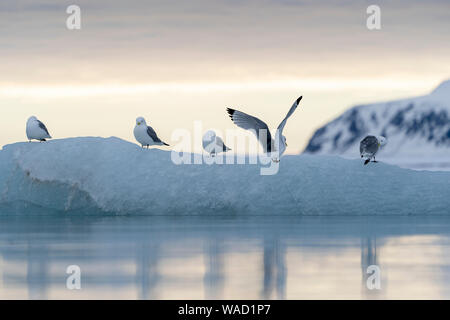 a group of seagulls rest on a piece of translucent ice at sunset Stock Photo