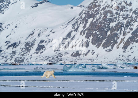 A polar bear walks on pack ice, high mountains in background Stock Photo