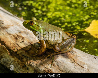 American Bullfrog (Lithobates catesbeianus) sitting on a log Colorado, USA Stock Photo