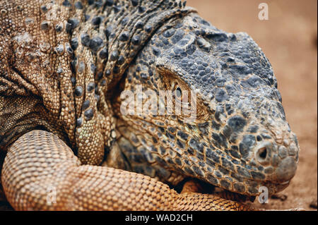 Closeup head of large iguana with scaly skin resting on ground in zoo on Tenerife Island Stock Photo