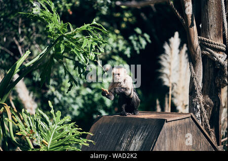 Cute and curios monkey sitting on roof of wooden house in green park in Tenerife Stock Photo