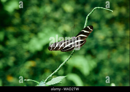 Closeup Heliconian Longwing Zebra butterfly with black and white stripes on green plant against blurred nature background in Tenerife Stock Photo