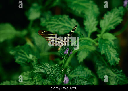 Closeup Zebra Heliconian butterfly with striped wings perched on green plant against blurred nature background in Tenerife Stock Photo