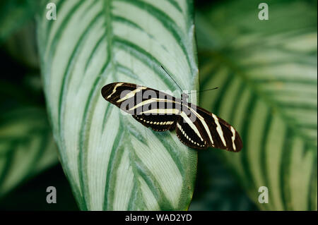 From above black and white butterfly Heliconius Charithonia with spread wings on green glossy leaf with light stripes Stock Photo