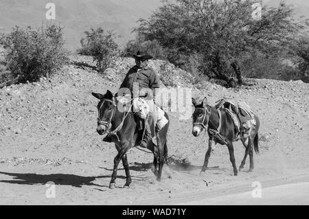 Gaucho, El Desmonte, Catamarca, Argentina, South America Stock Photo