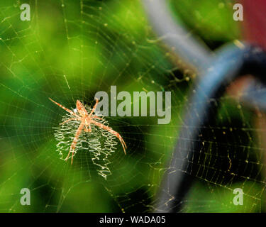 A friendly orb weaver garden spider sits on his web on a porch in Oklahoma. Stock Photo