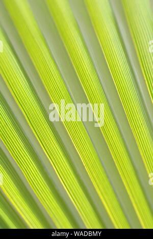 Green palm leaf against the sunlight. Striped pattern detail. Stock Photo