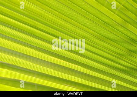 Green palm leaf against the sunlight. Striped pattern detail. Stock Photo