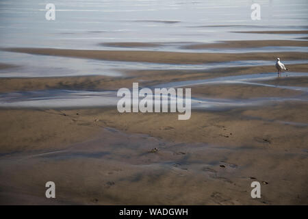 Single seagull standing on black sand beach at low tide. Water shining, ripples in the sand. Brings feelings and emotions of lonely, reflective, peace Stock Photo
