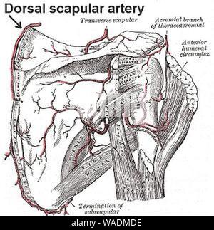circumflex scapular artery