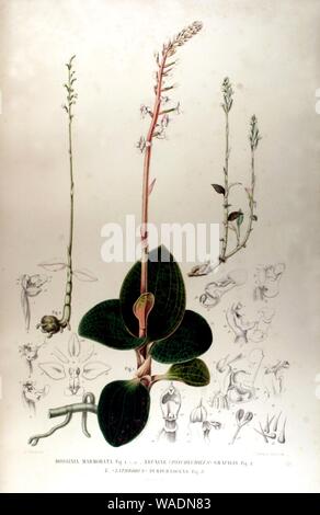 Dossinia marmorata - Karl Ludwig von Blume - Collection des Orchidées les plus remarquables de l'archipel Indien et du Japon (1858). Stock Photo