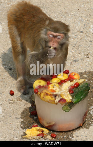 A Monkey Enjoys Iced Fruits And Vegetables To Cool Off On A Scorcher At 