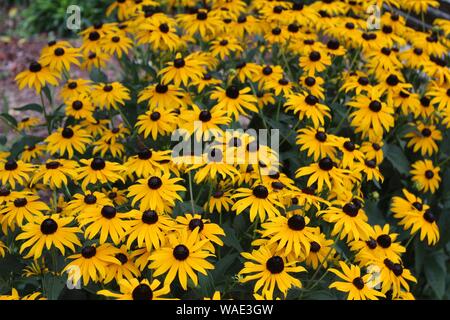 A Bunch Of Black-Eyed Susan's Blooming In The Sunshine Stock Photo