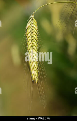 Closeup of a ridged rye ear in front of green background Stock Photo