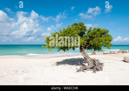 The iconic divi divi tree on the white sand of Eagle Beach at the Caribbean island Aruba. It is a sunny day with blue sky and white clouds. The turqui Stock Photo