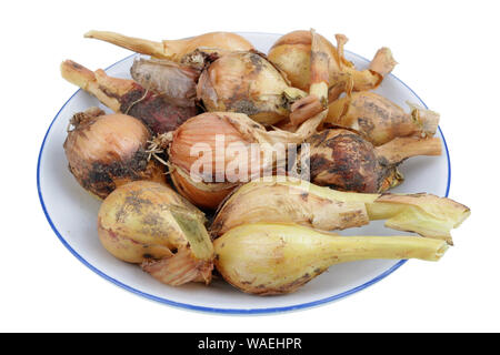 In the future we will eat this concept - rotten bad onion bulbs on a small plate. Isolated on white studio macro Stock Photo