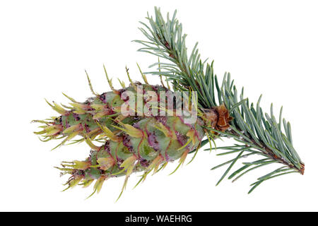 Young cones of blue spruce fir tree squeeze the resin, which adheres to the web of spiders and pollen. Isolated on white studio macro Stock Photo